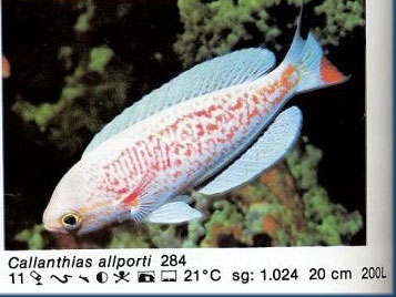 Callanthias allporti
